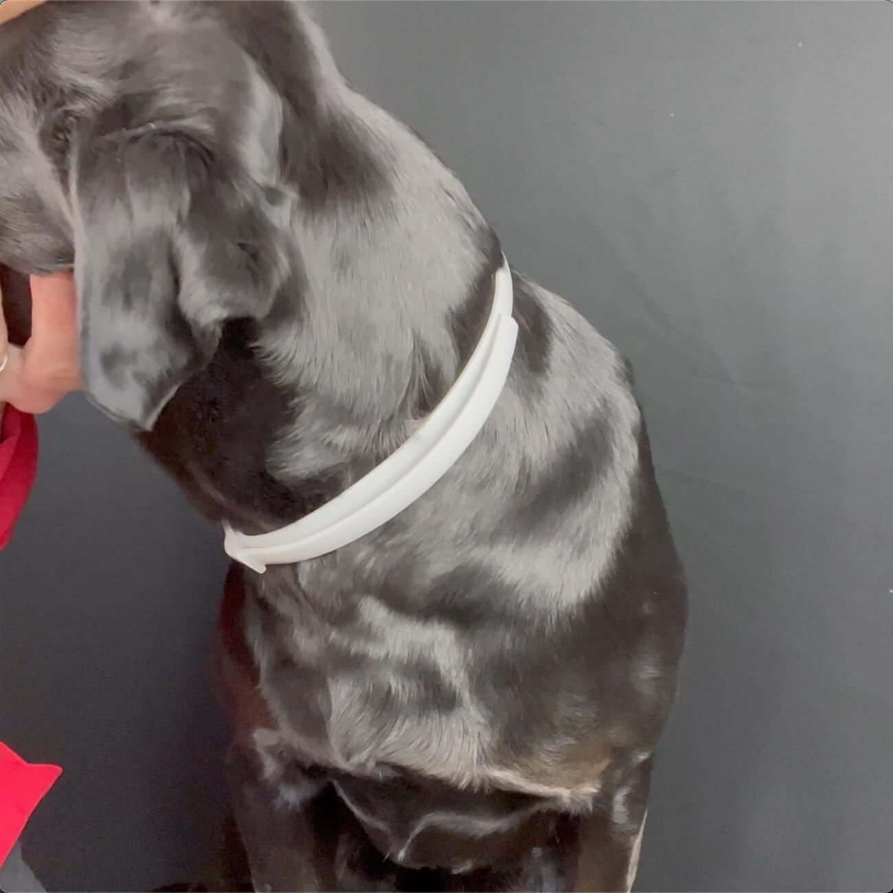 One Collar Stood Apart — Here Is Where to Get It