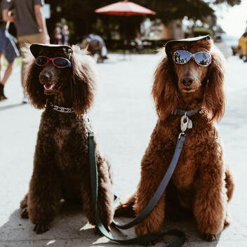 BestDogFleaCollars.best Independent Review | March 2026